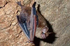 Small image of A tricolored bat hangs from the wall of a cave, its reddish wings tucked close to its brown body.