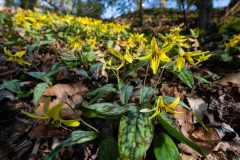 Small image of A large area of the forest floor covered in blooming trout lilies.