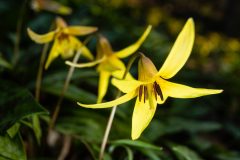 Small image of Closeup on a trout lily blossom with two more in the background. The brown stamens and yellow pistil are visible.