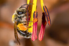Small image of A close up of a trout lily bee feeding on the nectar of a yellow trout lily flower with pink and purple pistils.