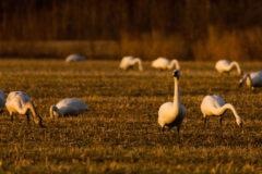 Small image of Several tundra swans peck into the ground for food.