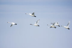 Small image of Six tundra swans fly through the air in a group.