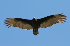 Small image of A turkey vulture flies overhead.