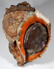Small image of A veined rapa whelk, retracted into its shell.  with a deep orange inside of the shell and shades of brown on the outside. The body hiding in the shell is a darker brown with shiny streaks of gray.