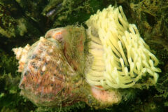 Small image of A veined rapa whelk shell with egg cases coming from it, a mass of many yellowish strands.