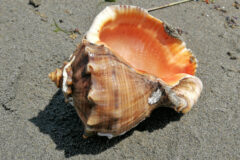 Small image of A large veined rapa whelk shell on a wet beach. The shell is a similar shape to the iconic conch shell, with a streaky texture of browns, tans, and peach colors on the outside and a peachy pink smooth inside visible at the opening. There is wet sand stuck to the shell. It spirals to a point, called a spire, at the top end of the shell, at the left of the image, and there is a circle of points around the area just above the top of the opening.