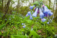 Small image of An area of forest floor with many Virginia bluebell plants, both blurry close to the camera and spreading across the visible area. They are in bloom.