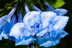 Small image of Closeup on blossoms of a Virginia bluebell.