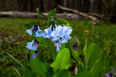 Small image of A Virginia bluebell plant mostly in bloom, with a few purplish-pink buds visible. The background shows a grassy area like a large fallen log.