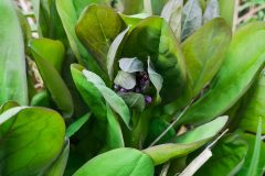 Small image of Large Virginia bluebell leaves clustered around young, pink buds that are starting to emerge.