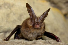 Small image of A Virginia big-eared bat clings to the wall of a cave, its long ears joined across its forehead.