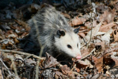 Small image of A Virginia oppossum stands among dried leaves and fallen sticks, sunlight shining on its white face, thin black ears, pointed snout and pink nose.