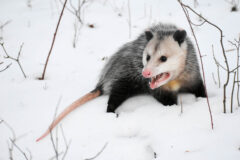 Small image of A Virginia oppossum stands in a snowy field, its back arched and its mouth open in an aggressive hiss.