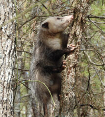 Small image of A Virginia oppossum climbs the slender trunk of a tree, using its opposable toes and long nails to grip the bark.