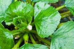 Small image of A small white flower is visible among much larger green leaves.