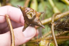 Small image of A human hand holds the stem of a water chestnut plant, showing its fruit to the camera with four spike visible.