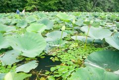 Small image of A section of river filled with water chestnut and American lotus plants. There are flower buds but neither type of plant is in bloom. In the background, two humans wade through the plants.