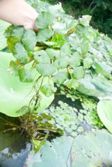 Small image of A human holds a clump of water chestnut above the surface of water, roots hanging down. The water has lilypads visible along with water chestnut.