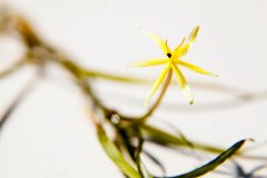 Small image of A yellow water stargrass flower with few thin leaves, silhouetted on a white background.