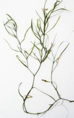 Small image of Water stargrass on a white background.