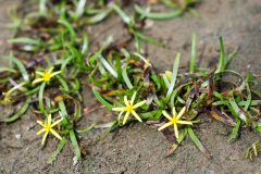 Small image of Four yellow, star-shaped blossoms are visible, surrounded by thin, grass-like leaves on a sandy surface.