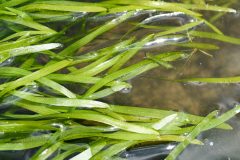 Small image of The surface of water with leaves of water stargrass, mostly submerged. Sun glints off the leaves.