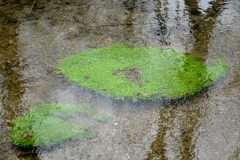 Small image of A zoomed-out view of two clusters of water starwort in a stream. One large, dense cluster has distinct, rounded edges and a small empty patch in the middle. A smaller cluster is ostly an oval shape, but with a notch empty of water starwort.