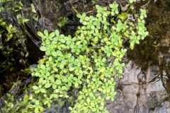 Small image of A clump of water starwort grows in water.