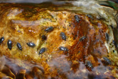 Small image of Many adult water-penny beetles crawl on a large amber colored rock.