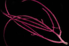 Small image of A branch of magenta colored whip coral dotted with pale coral polyps. The polyps are more densely arranged near the base of the branch.
