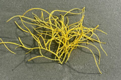 Small image of A yellow whip coral on a wet beach.