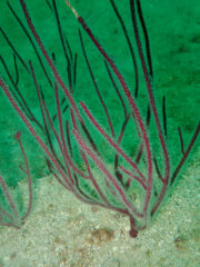 Small image of A purple whip coral underwater, with a coarse sandy bottom. Extended polyps are visible on its branches, like tiny white bumps with thin tentacles like hairs from them.