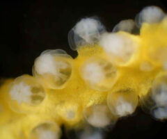 Small image of A closeup on a branch of yellow whip coral, showing the polyps, like translucent white bumps on the yellow coral skeleton.