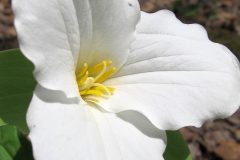 Small image of Closeup on the center of a white trillium blossom, showing white petals and yellow reproductive parts at the center.