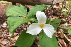 Small image of A white trillium flower in bloom, silhouetted against the forest floor.