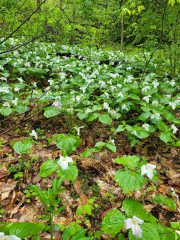 Small image of A woodland area with lush growth of white trilliums in bloom.