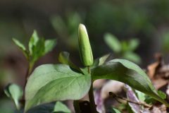 Small image of A white trillium bud with large leaves at the base.