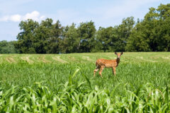 Small image of A young white-tailed deer with white spots on its reddish coat stands in a farm field.