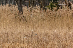 Small image of A male white-tailed deer with a large set of antlers stands in a marsh, camouflaged among the brown vegetation.