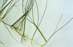 Small image of A closeup on the rhizome of widgeon grass, showing how the pale, thin structure connects the stalks of the plant to each other and how tendrils extend out from the horizontal pieces. It is on a white background.