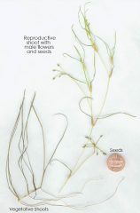 Small image of A widgeon grass plant with labeled parts, from the vegetative shoots at the bottom as thin, tan tendrils, up to a structure with five thin branches and a tiny seed on the tip of each branch, and then to the green reproductive shoots at the top with male flowers and seeds. There is a penny shown to indicate the tiny scale of the seeds and the smallness of the plant overall.