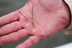 Small image of The palm of a hand with the reproductive shoot of widgeon grass in it. The stalk is pale and thin, with a thicker, oval-shaped, pale green head. Out from that point, darker green tendrils extend upward.