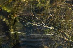 Small image of A view of widgeon grass in dark water, branching out in green tendrils.