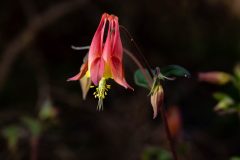 Small image of A closeup on a wild columbine blossom, which is a gradient of shades of red with yellow stamens sticking out and spots of yellow on the edges of some petals, in between the darker red ones that protrude more.