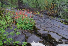 Small image of A large boulder with vegetation in the cracks, including moss and wild columbines in bloom. The blossoms are several shades of red and yellow stamens are visible protruding from the centers.