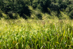 Small image of A lush area of wild rice and other foliage. In the background is a wooded area.