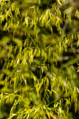 Small image of A closeup on the dangling male flowers of wild rice, which are light green in mid-summer.