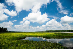 Small image of A landscape with a blue sky, fluffy white clouds, and an area of open water surrounded by an area of wild rice in bloom.