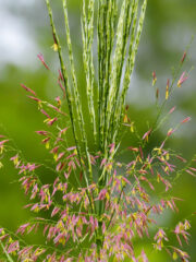 Small image of A closeup on a clump of wild rice, showing the two portions of the flower head. The upright female flowers are light green while the dangling male flowers are a purplish red.