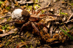 Small image of A female wolf spider with a large, pale egg sac under its brown body. Its legs are striped in lighter and darker browns.
